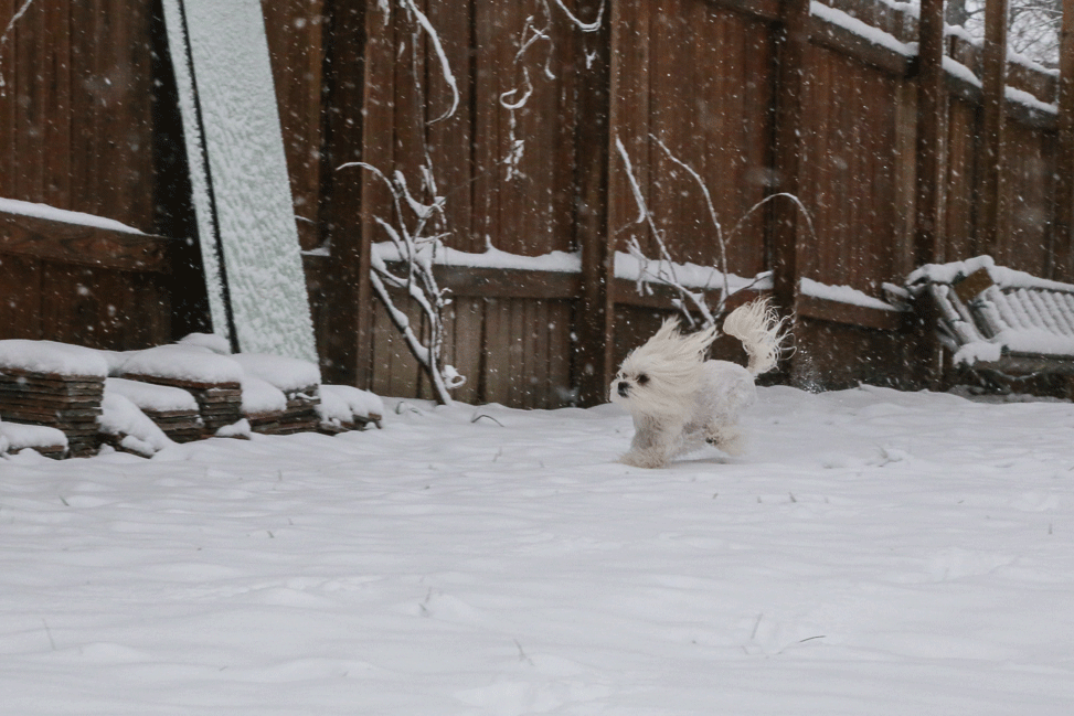 Ella Prancing in the Snow