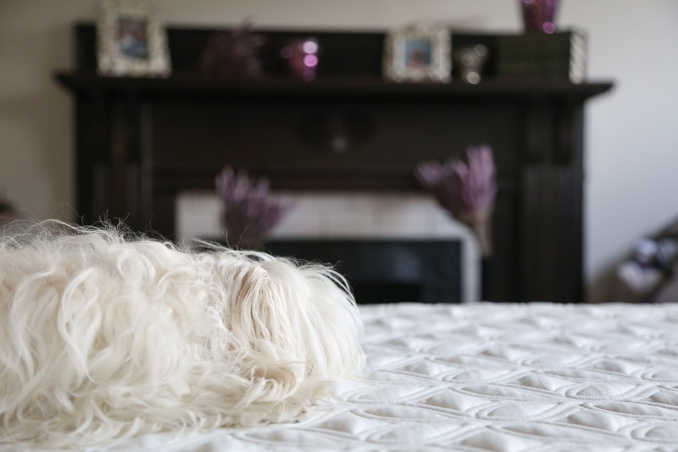 Cocoon by Sealy: a mattress in a box