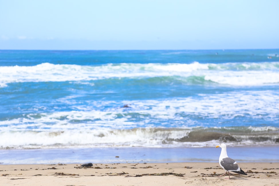 California Travel: Planning a Family Vacation in Santa Cruz