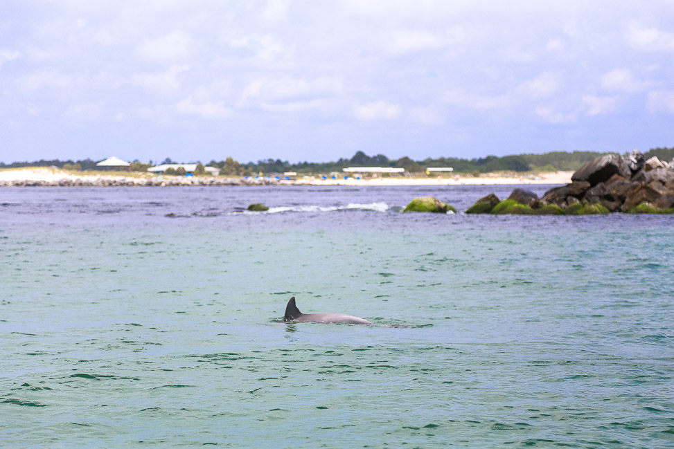 PCB Vacation: A Dolphin Tour to Shell Island