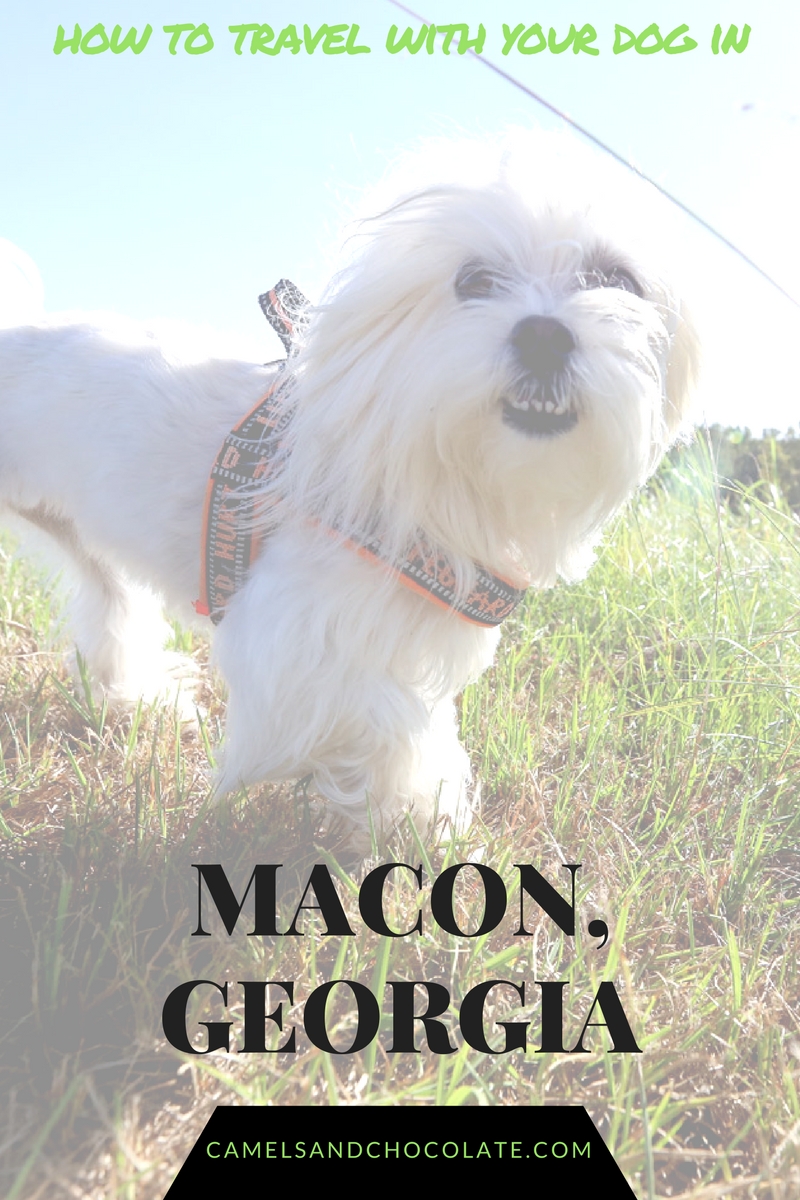 Pet-Friendly Travel in Georgia: Where to Take Your Dog in Macon