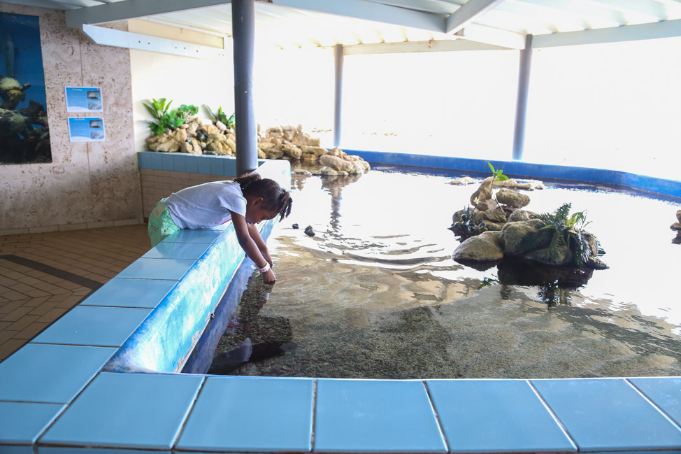 Visiting the Sea Aquarium in Curacao