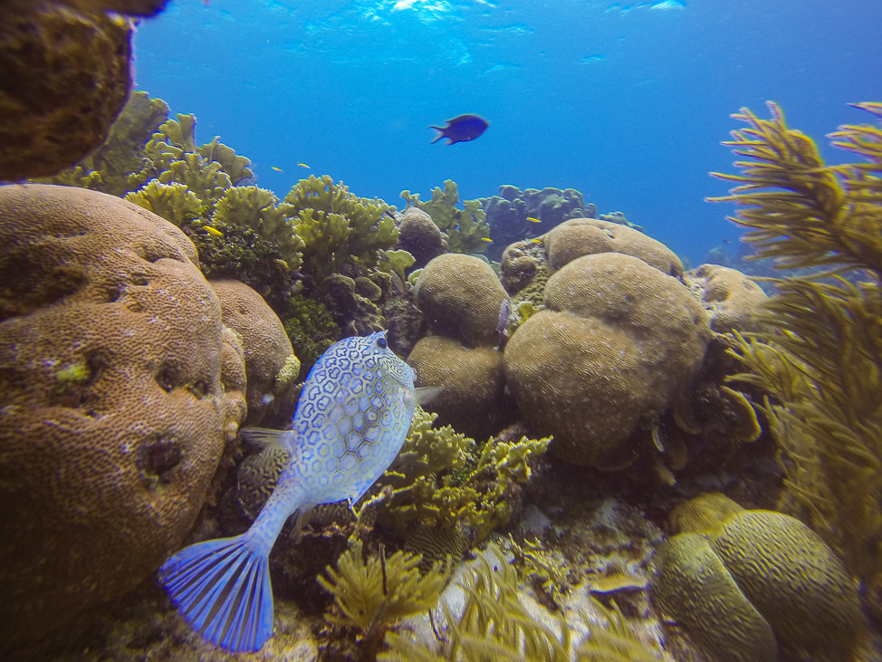 Diving in Curacao with Ocean Encounters