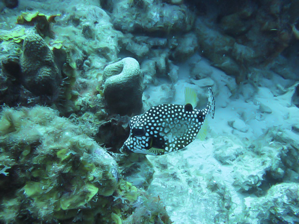 Visiting the Sea Aquarium in Curacao