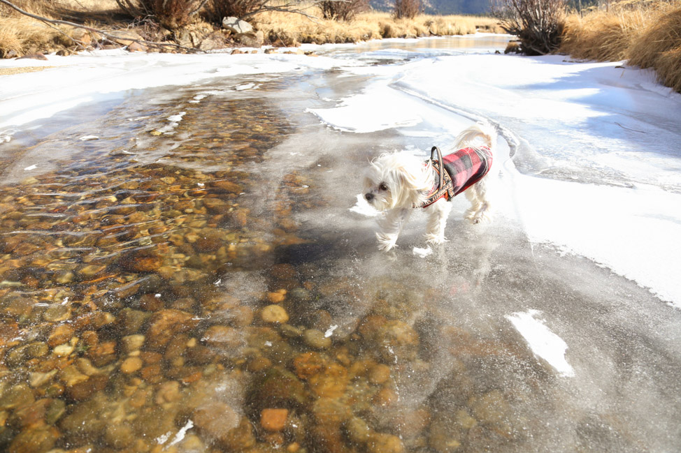 Pet-Friendly Travel: Colorado with Dogs