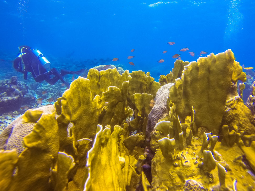 Underwater Curacao: Diving and Other Water Sports in the Caribbean