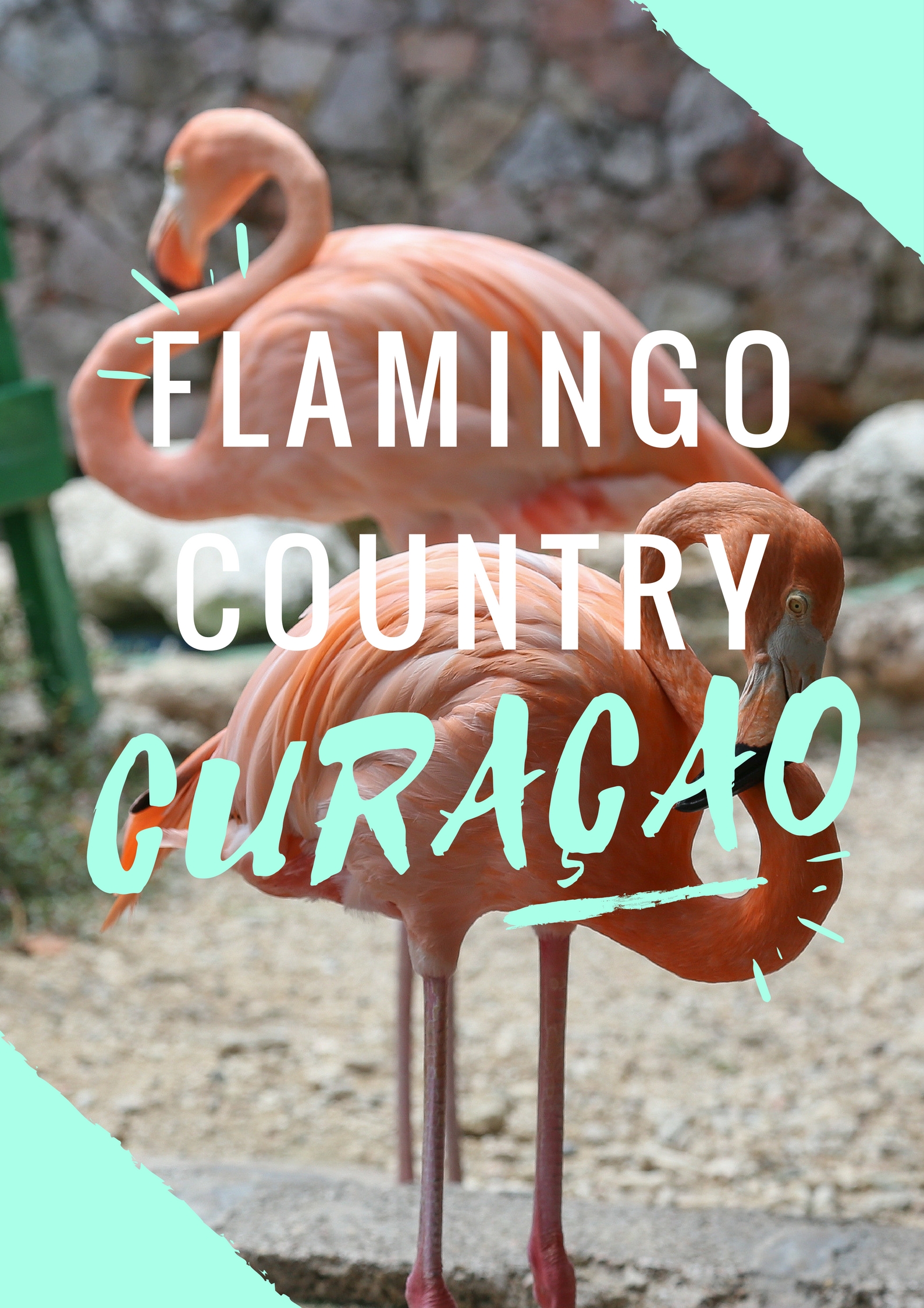 Flamingos + Beaches: The West Coast of Curacao