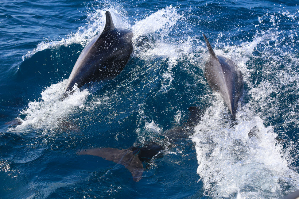 Diving with Dolphins: An Epic Day Out with Aquanauts Grenada