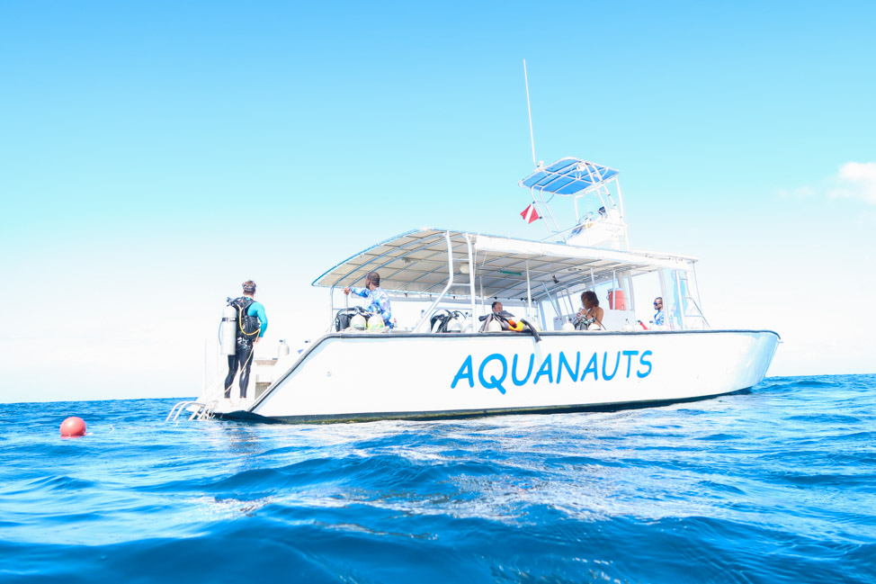 Diving with Dolphins: An Epic Day Out with Aquanauts Grenada