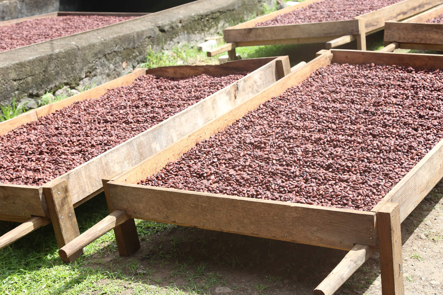 Exploring Grenada One Cacao Plantation at a Time