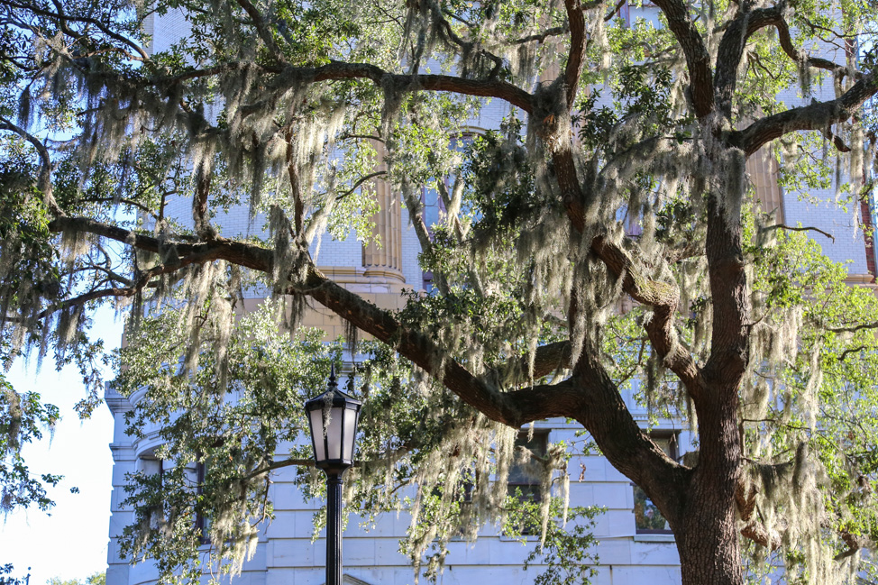 A List of All the Things to Do in Savannah on Your Next Vacation