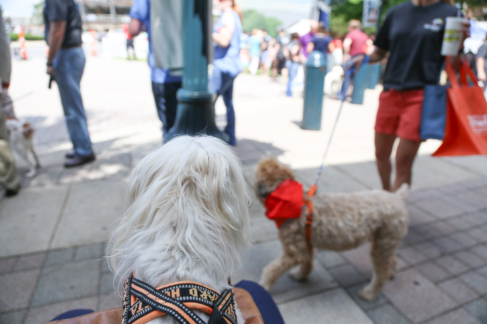 Why Franklin, Tennessee is the Most Pet-Friendly City in the South — and How Mars Petcare is Trying to Train Other Cities to Follow Its Lead