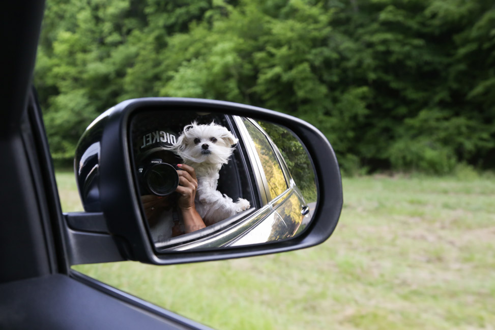Smoky Mountain Vacation: Planning the Perfect Weekend Escape to Sevierville, Tennessee with Your Pup