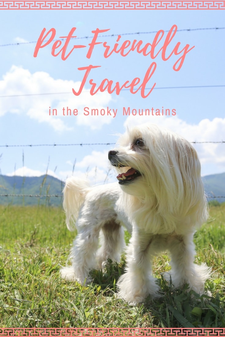 Smoky Mountain Vacation: Planning the Perfect Weekend Escape to Sevierville, Tennessee with Your Pup