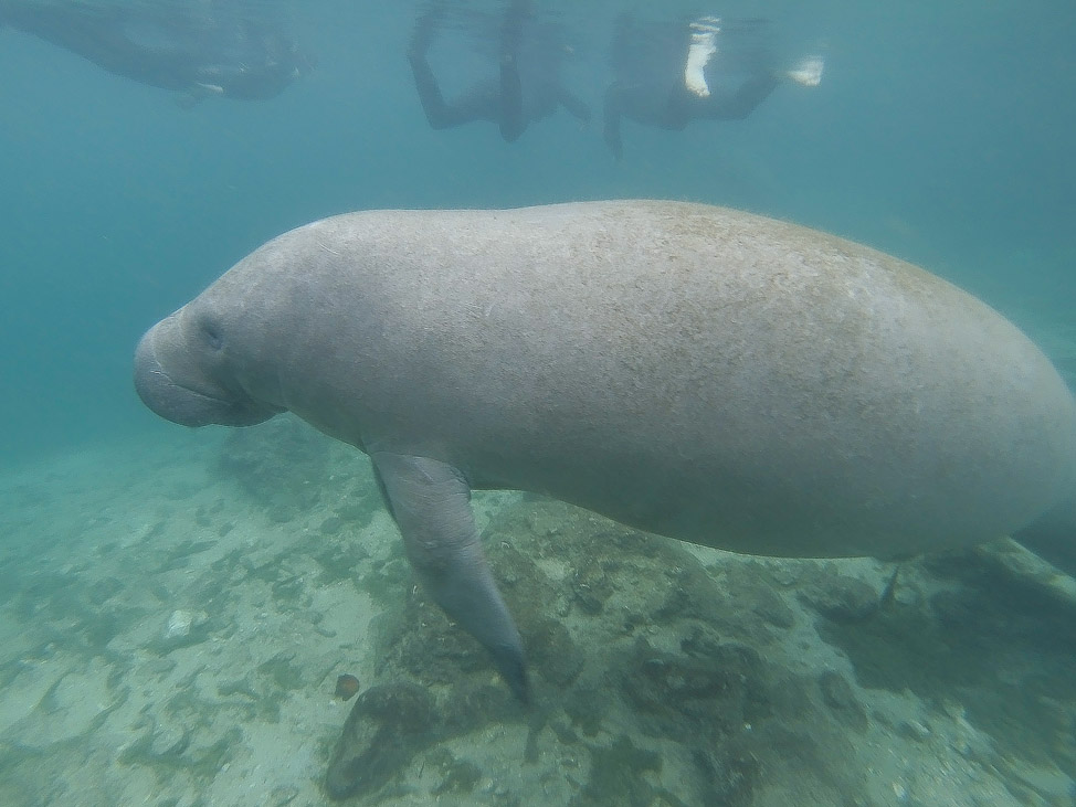Swim with Manatees in Florida