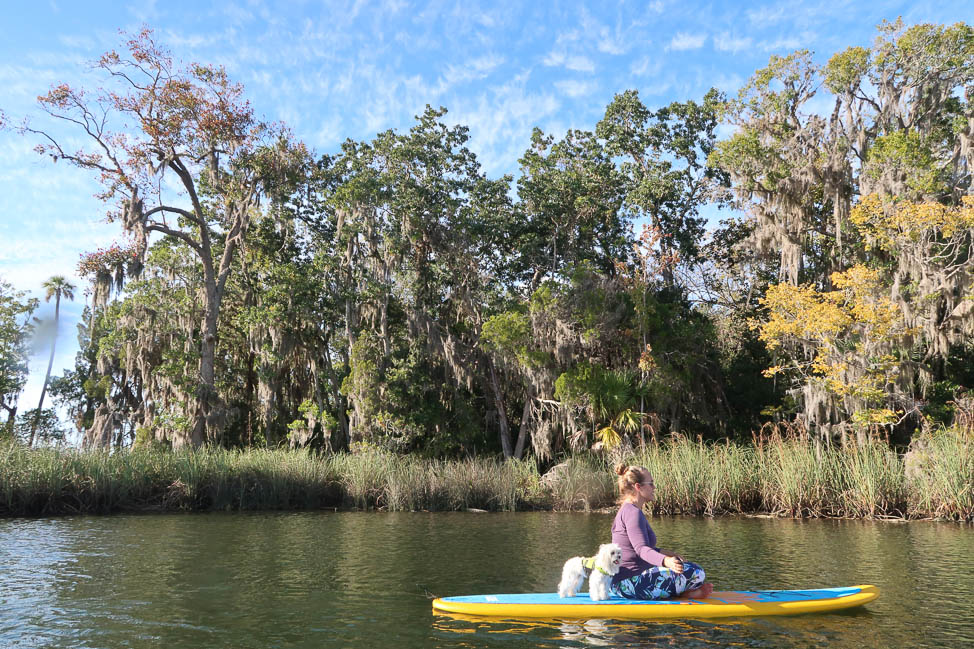Paddleboard with Manatees in Florida
