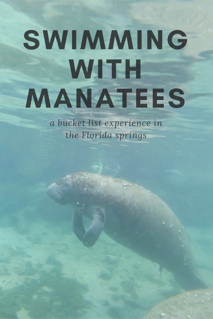 Swim with Manatees in Crystal River, Florida