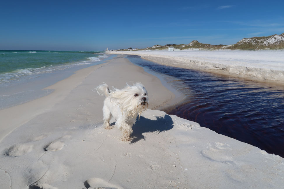 A Pet-Friendly Vacation to Florida