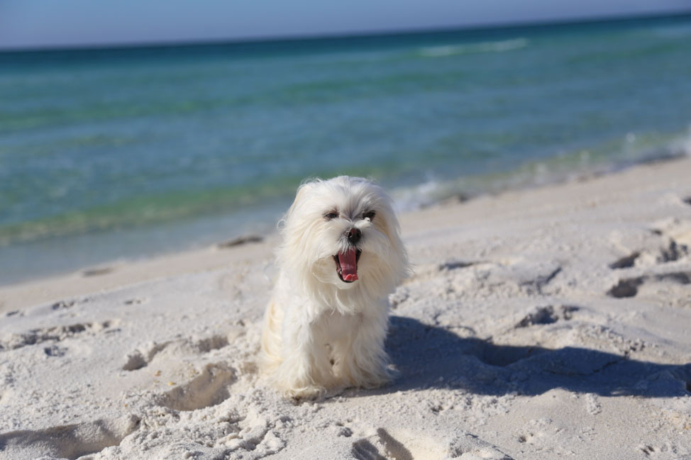 A Pet-Friendly Vacation to Florida