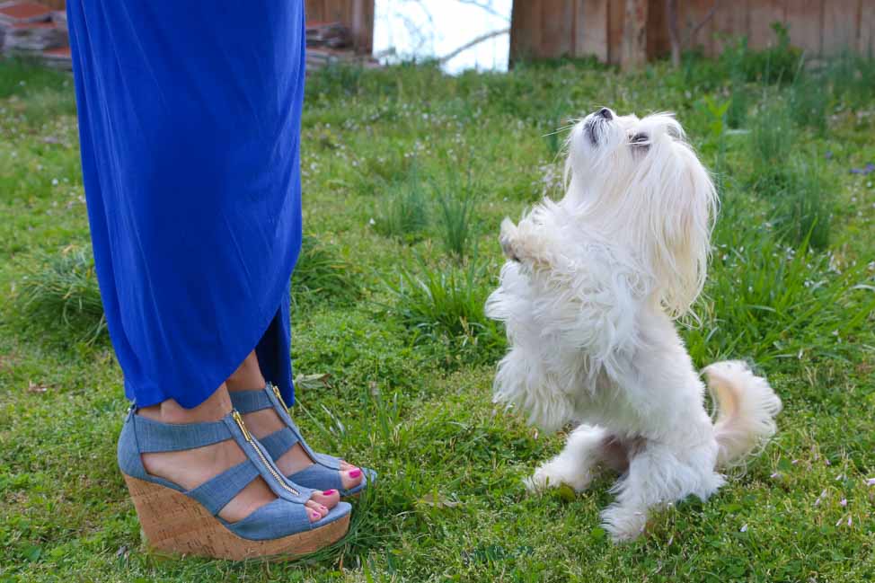 Zappos pet campaign