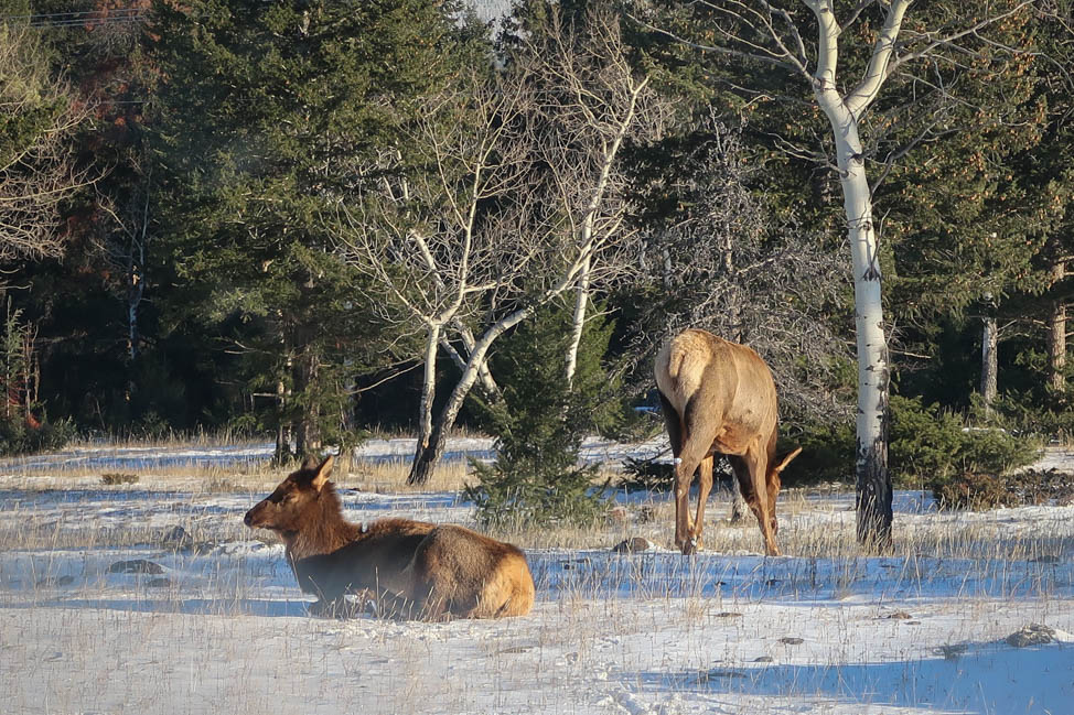 Elk in Jasper National Park, Canada