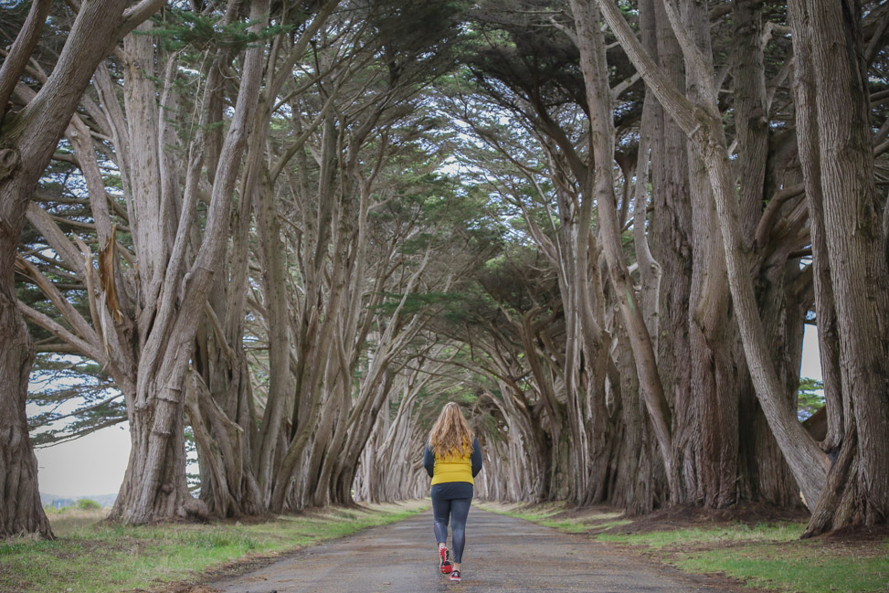 The Cypress Tunnel in Point Reyes, California
