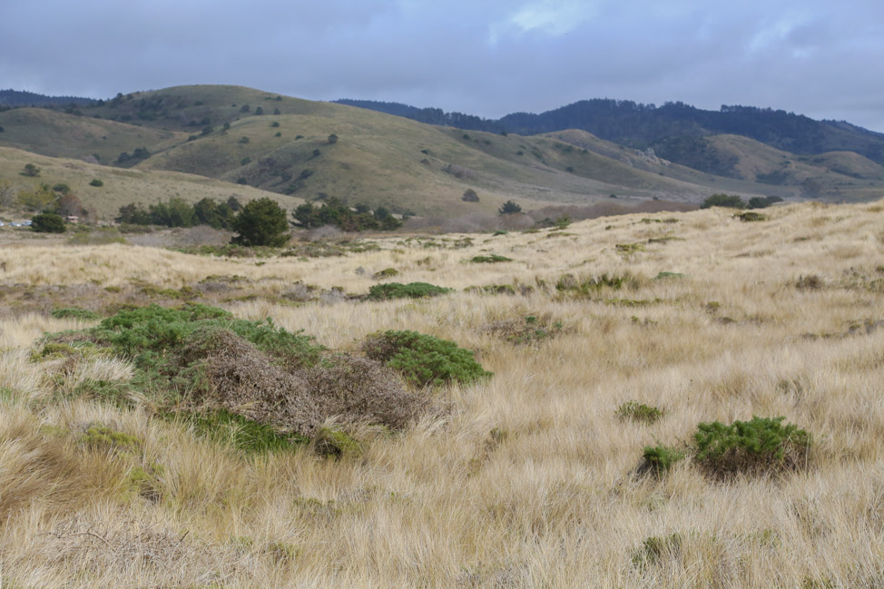 Limantour Beach in Point Reyes, California