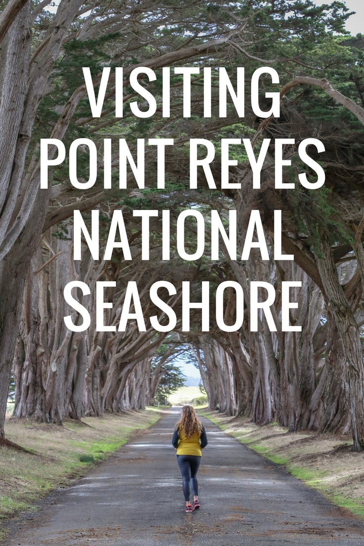 Point Reyes: A Day Trip from San Francisco
