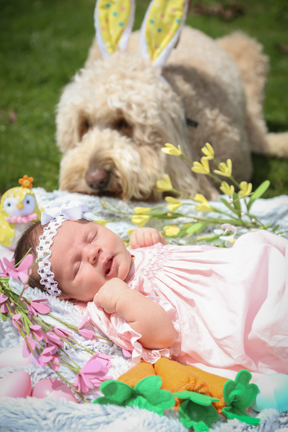 Golden doodle and baby