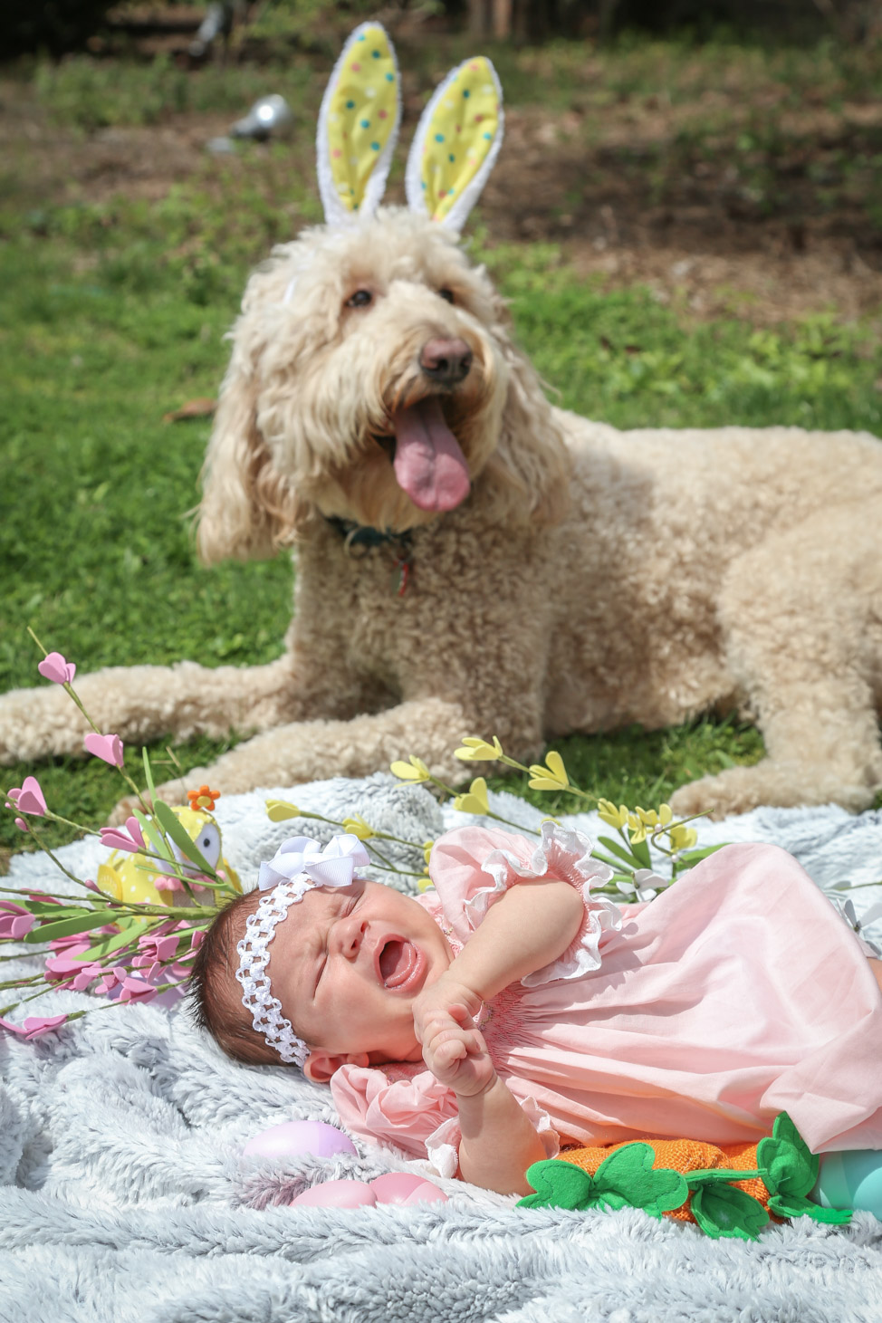 Golden doodle and baby