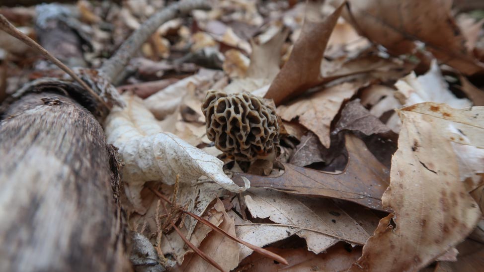 Planning a Weekend in Bloomington, Indiana: Foraging for Morels
