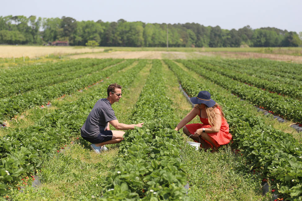 What to Do in Virginia Beach: Strawberry Picking