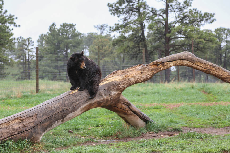 Bear Country USA: What to do when it rains in Rapid City, South Dakota