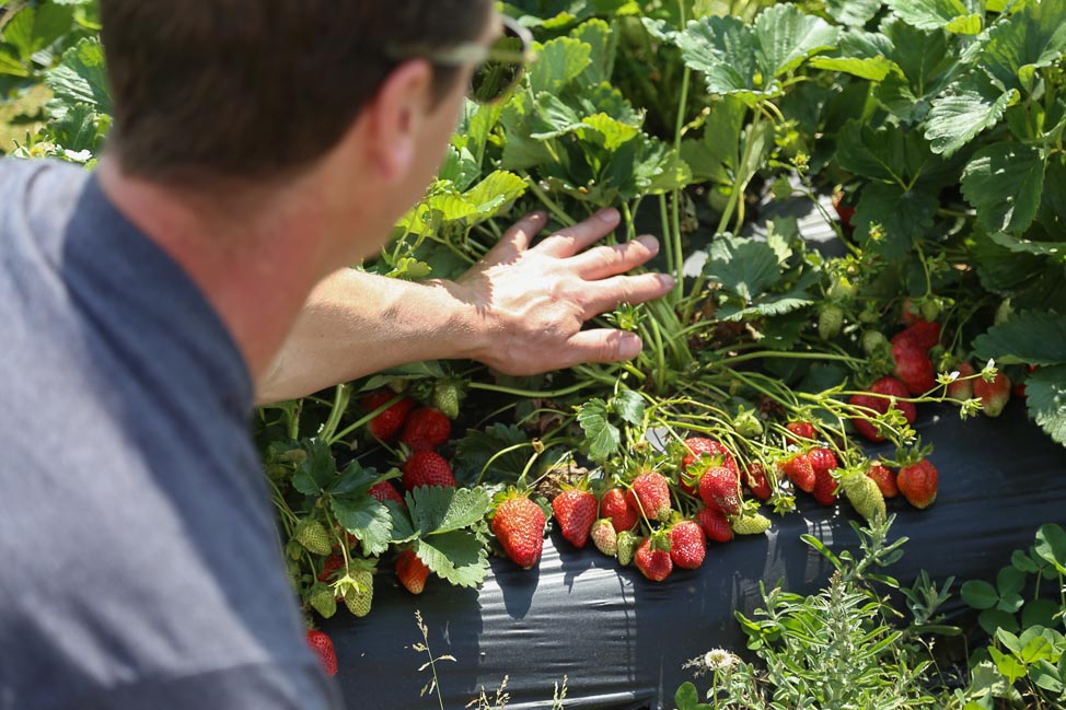 48 Hours in Virginia Beach: Strawberry Picking