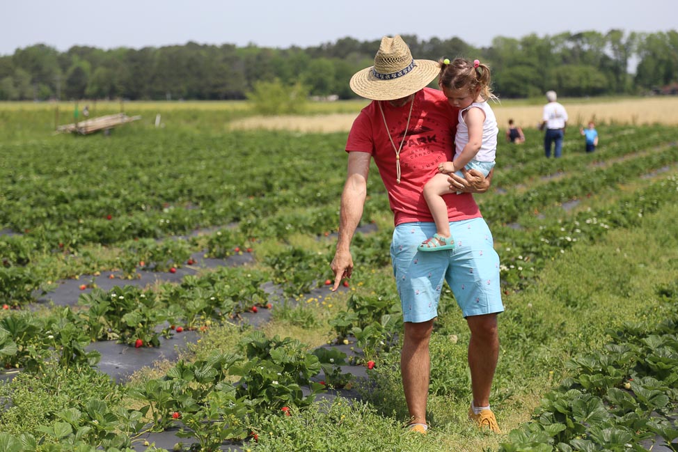 48 Hours in Virginia Beach: Strawberry Picking