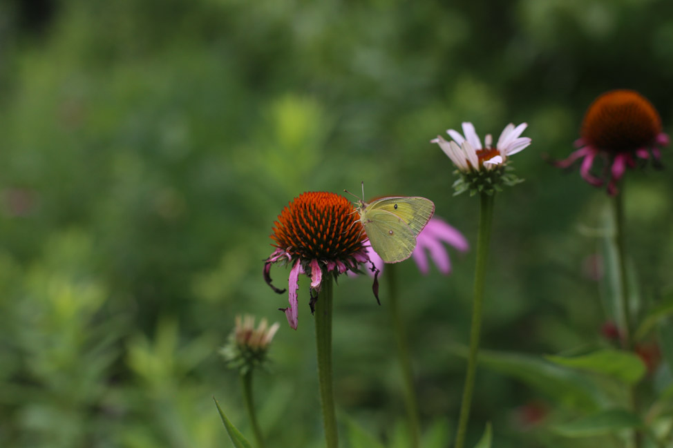 Butterfly Garden at Burgess Falls