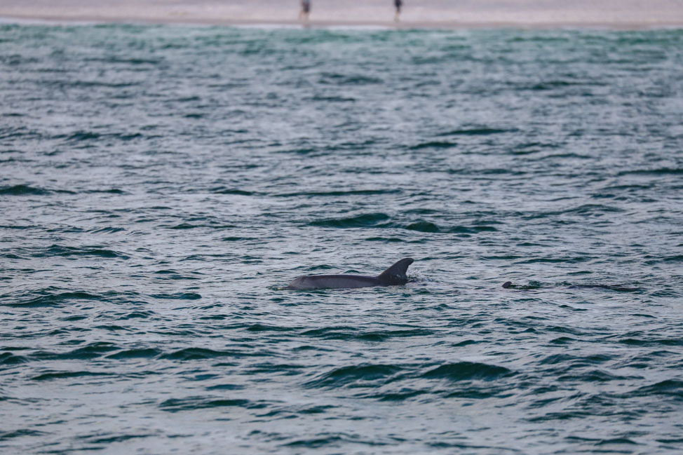 Dolphins in Panama City Beach