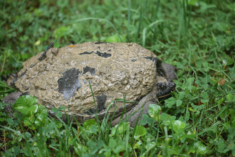 Snapping turtle in Tennessee