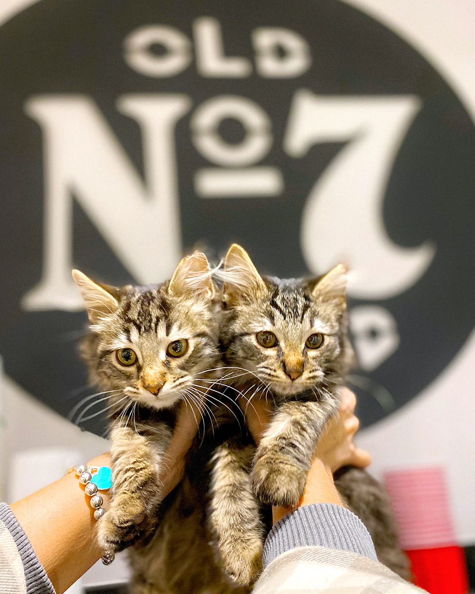 New kittens