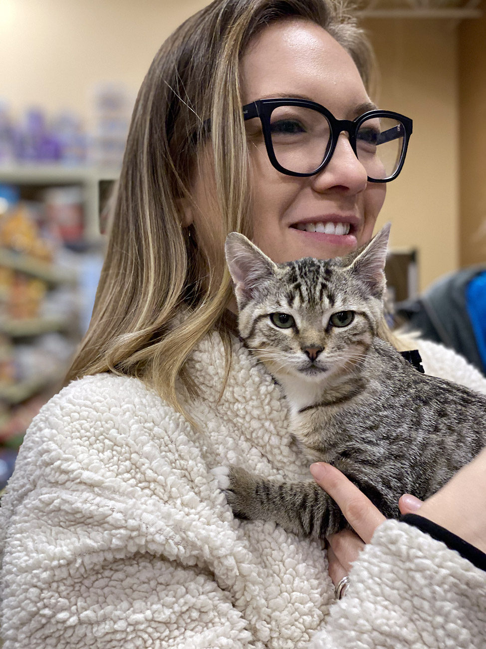 Fort Collins Cat Adoption