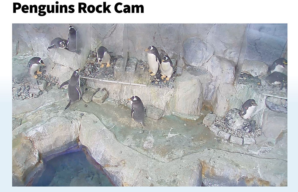 Penguin Cam at Tennessee Aquarium