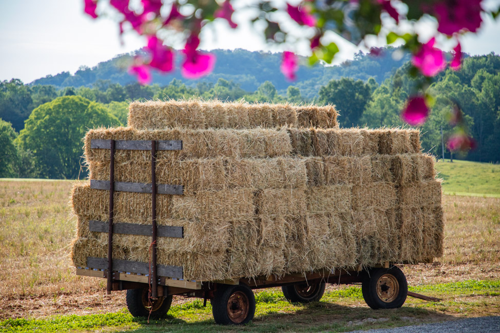 Visit Coning Family Farm in the Smokies