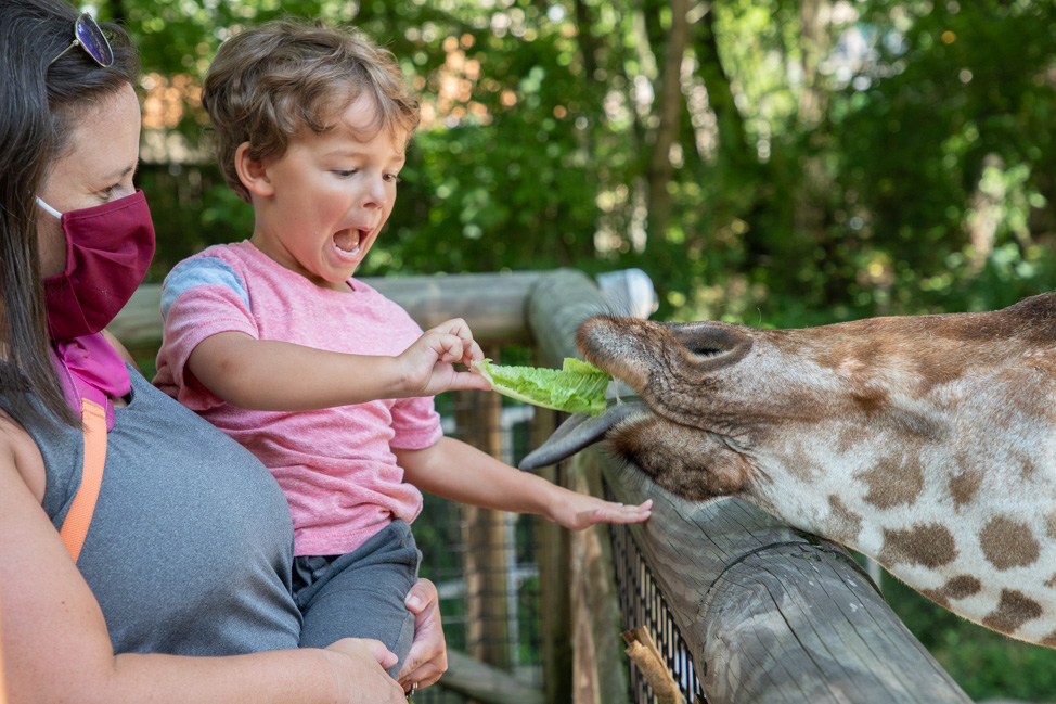 Outdoor Activities in Memphis: Feeding giraffes at the Memphis Zoo