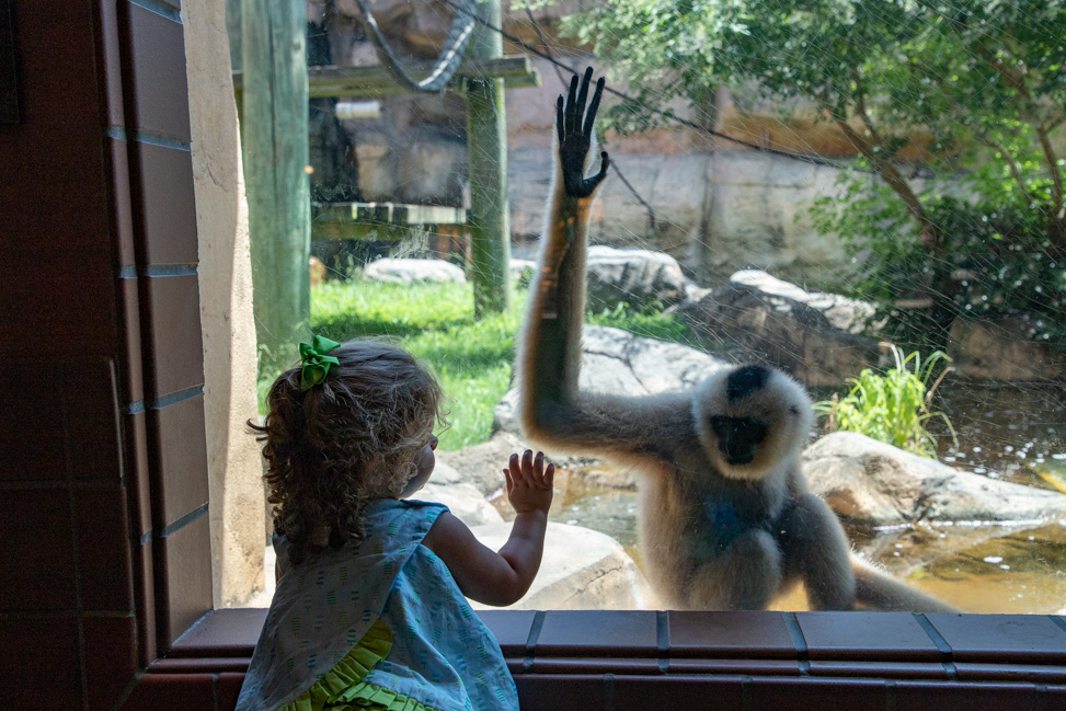 Outdoor Activities in Memphis: The Memphis Zoo