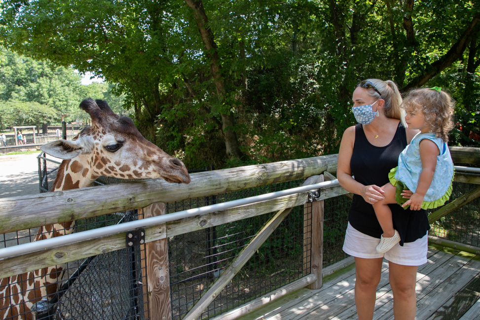 Feeding giraffes at the Memphis Zoo