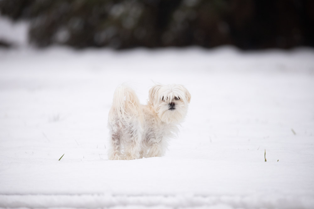 Ella in the snow