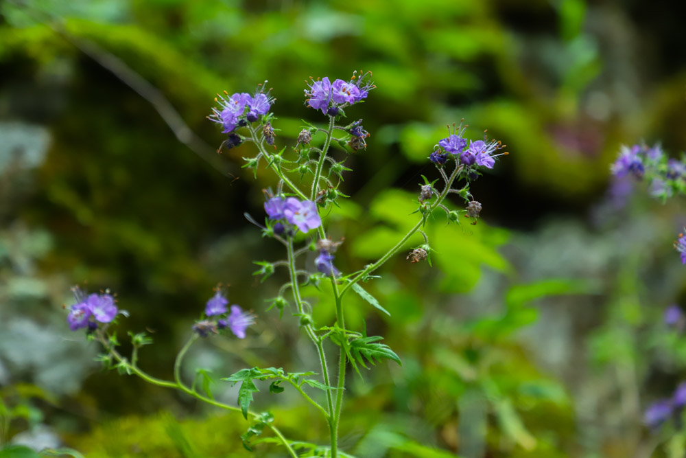 Wildflowers in the Smokies: Where to See Them at Tremont Institute