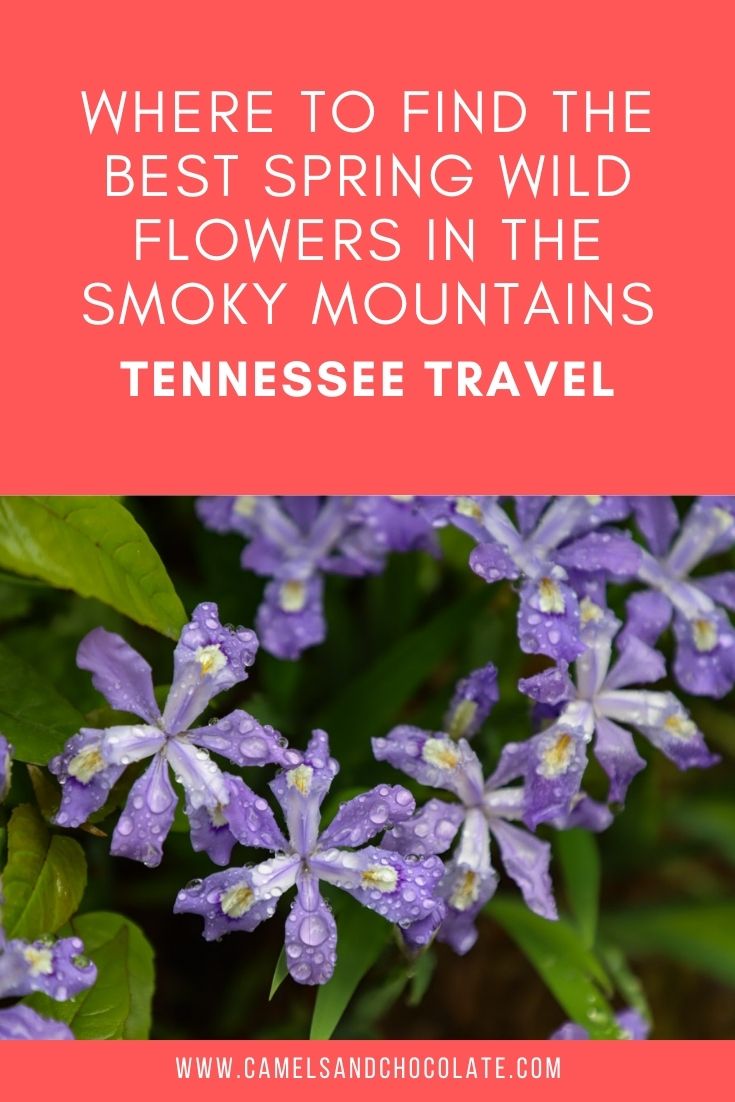 Where to See Wildflowers in the Smokies of Tennessee