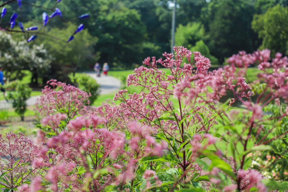 What to do in Huntsville in the summer: Visit the botanical garden