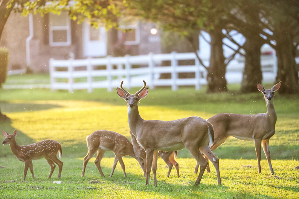Our backyard deer family